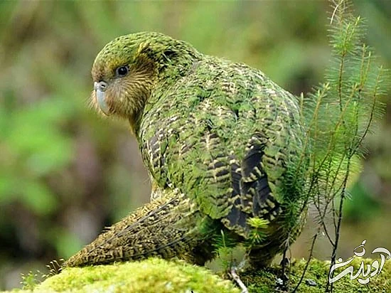 با خنگترین حیوانات دنیا آشنا بشید با خنگترین حیوانات دنیا آشنا بشید